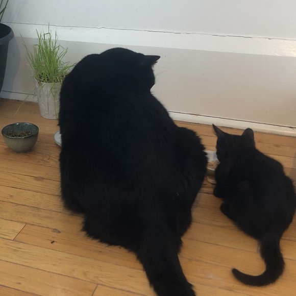 Meet your Posher, Michelle - Picture 4 of 5